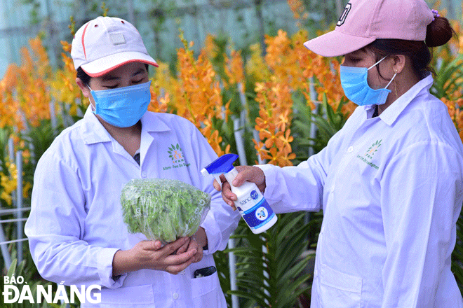 Workers are seen working at the high-tech agricultural model Afarm - Farm on smartphone in Hoa Phu Commune, Hoa Vang District