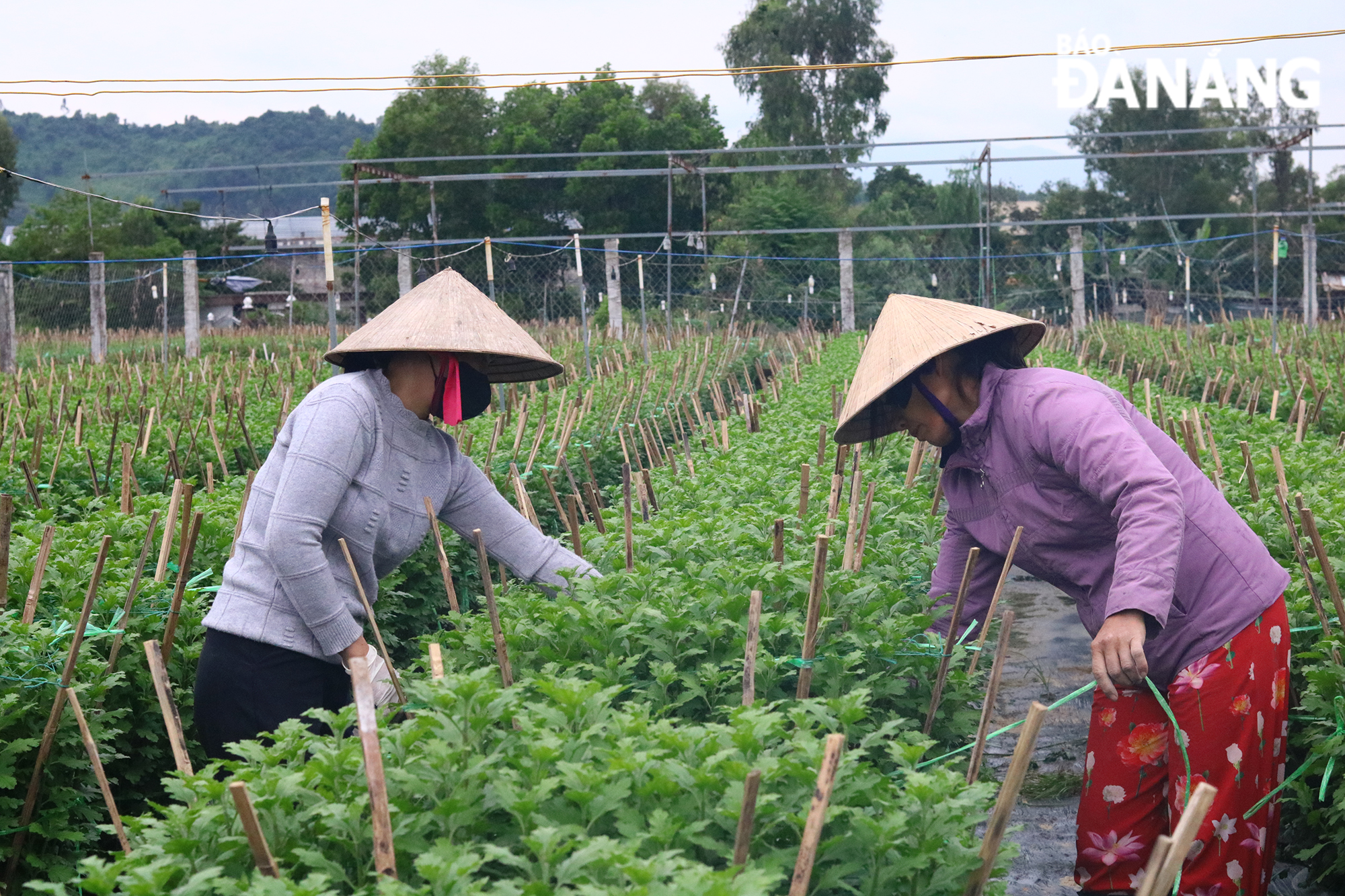 Thời điểm này, hoa cúc đang bước vào giai đoạn tạo hình, chăng lưới.