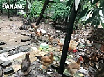 Xử lý dứt điểm tình trạng nuôi gà, vịt gây ô nhiễm trong khu dân cư