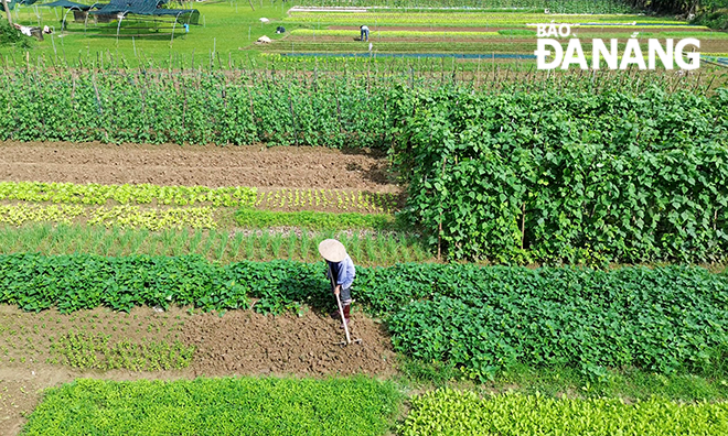 Nông dân Đà Nẵng tất bật chăm sóc rau vụ Tết