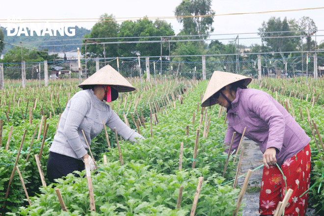 Nông dân tích cực tập trung sản xuất nông nghiệp, chăm sóc giống rau, hoa màu cuối năm. TRONG ẢNH: Nhân công đang chăm sóc hoa tại một vườn hoa ở phường Hòa Phát (quận Cẩm Lệ). Ảnh: VĂN HOÀNG