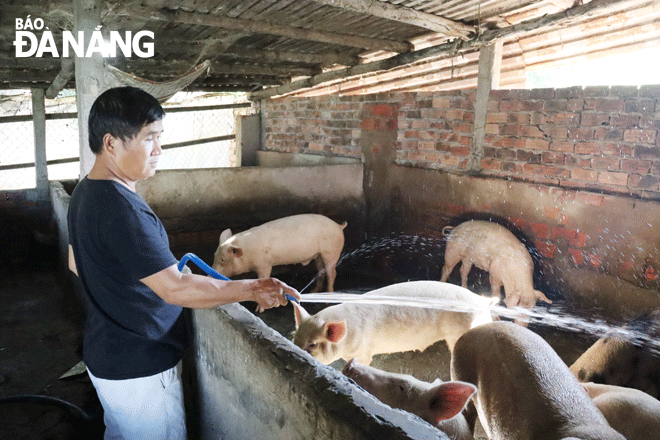 Ông Phan Nghĩa, trú thôn Phú Sơn Nam, xã Hòa Khương chăm sóc đàn heo để bán trước Tết. Ảnh: TRẦN TRÚC	