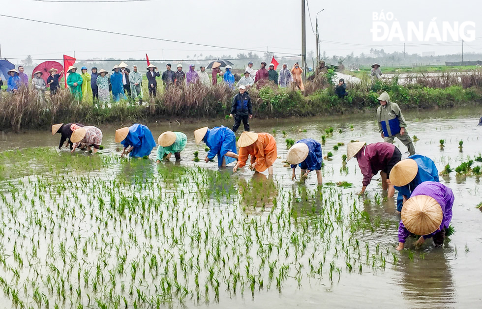 The Rice Field Festival on the 185.6-ha rice fields in Cam Chau land has become a municipal-level festival. It has been held once a year since 2022, attracting many people and tourists.