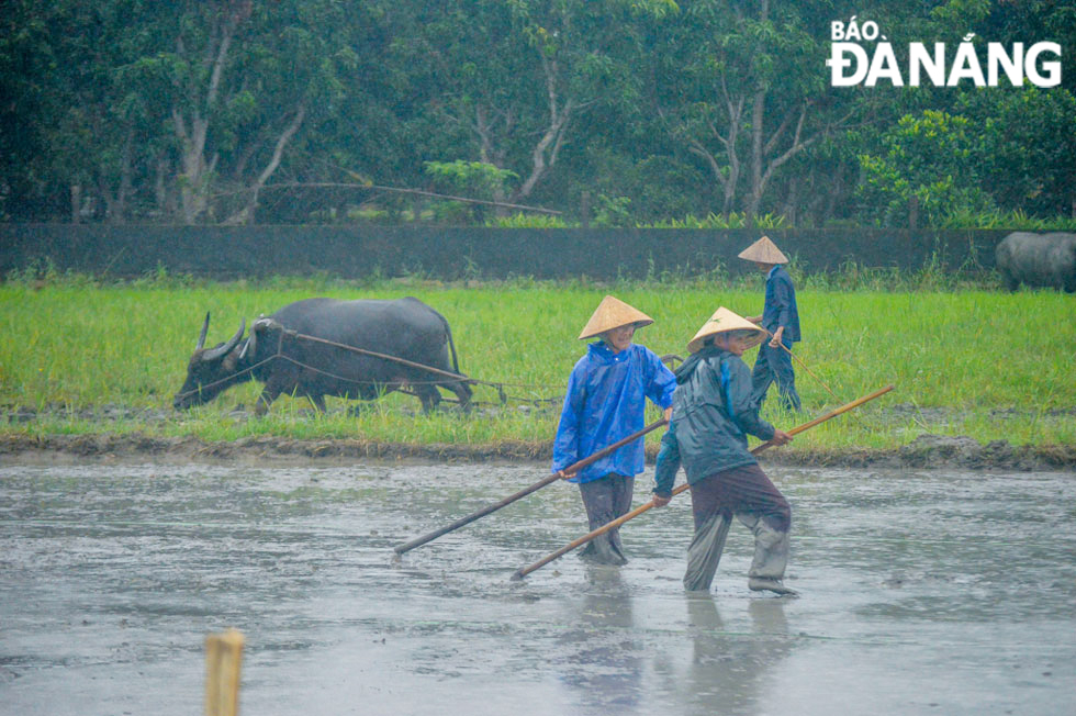 Familiar scene of Vietnamese rice paddy fields