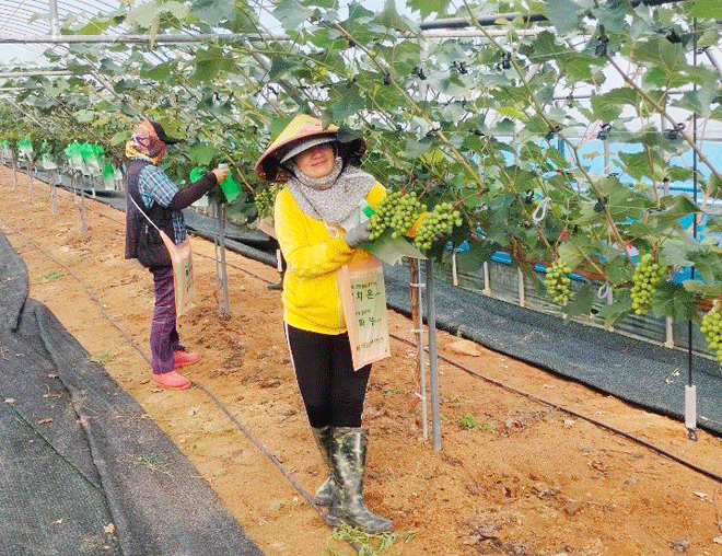 Chị Đinh Thị Hằng và người lao động khác tham gia thu hoạch nho tại nhà vườn thuộc huyện Yeongyang (tỉnh Gyeongsangbuk, Hàn Quốc). Ảnh: Nhân vật cung cấp