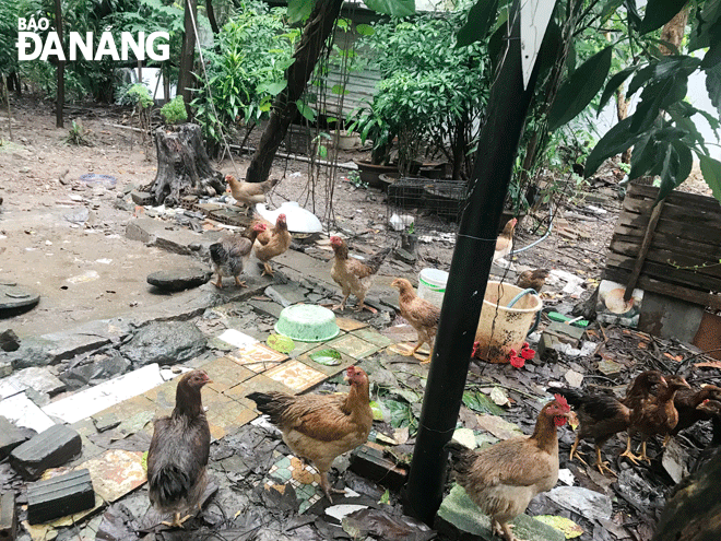 Hộ ông Nguyễn Ngọc Mai trú tại đường Lỗ Giáng 9, phường Hòa Xuân, nuôi gà gây ô nhiễm trong khu dân cư. Ảnh: KHÁNH HUYỀN	