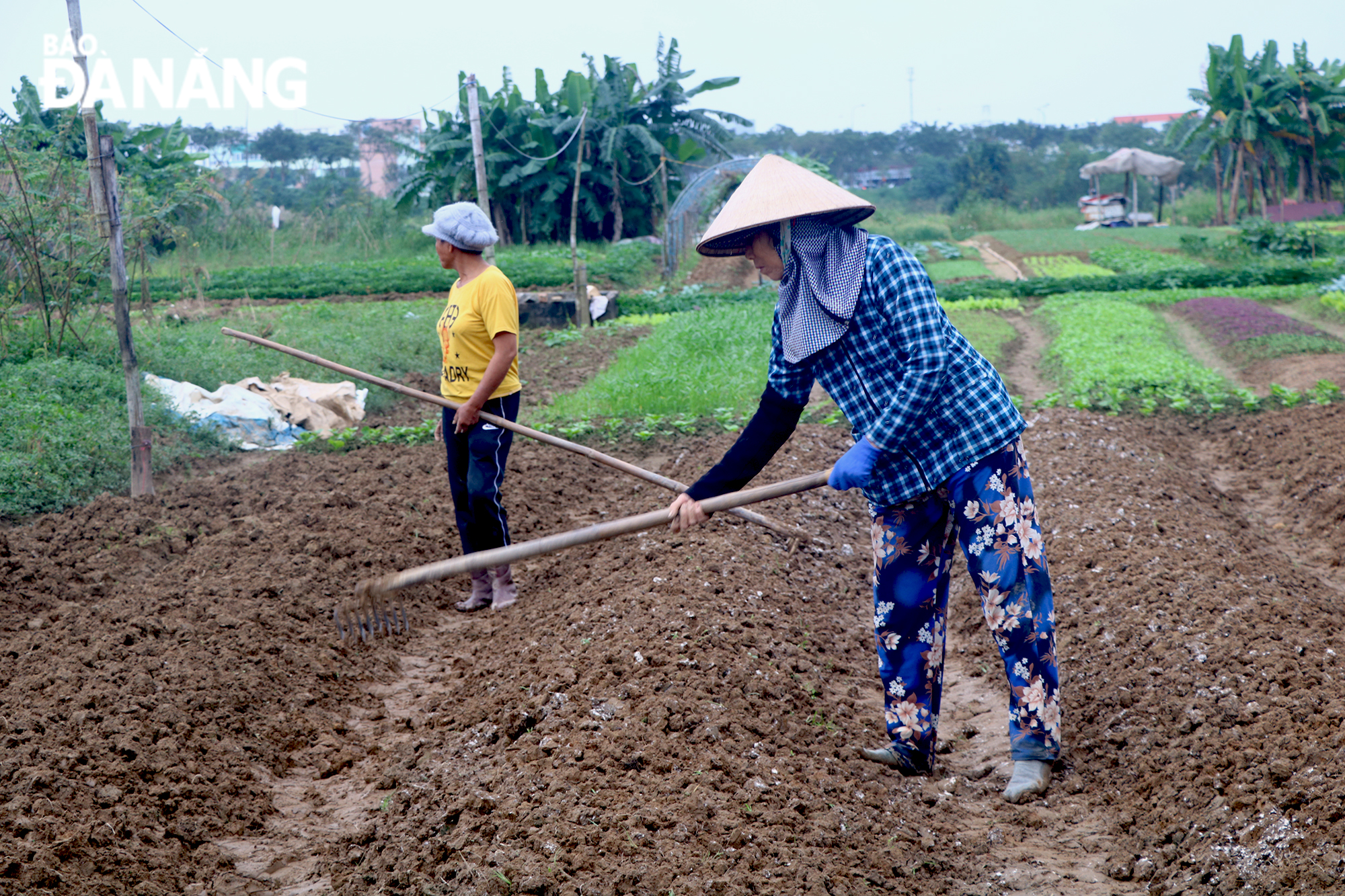 Thời tiết thuận lợi giúp cho các loại rau phát triển tốt.