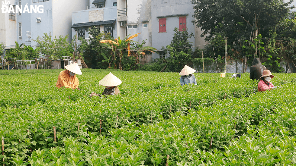 Lao động thời vụ đang chăm hoa Tết tại một vườn hoa trên đường 30 tháng 4 (quận Hải Châu).