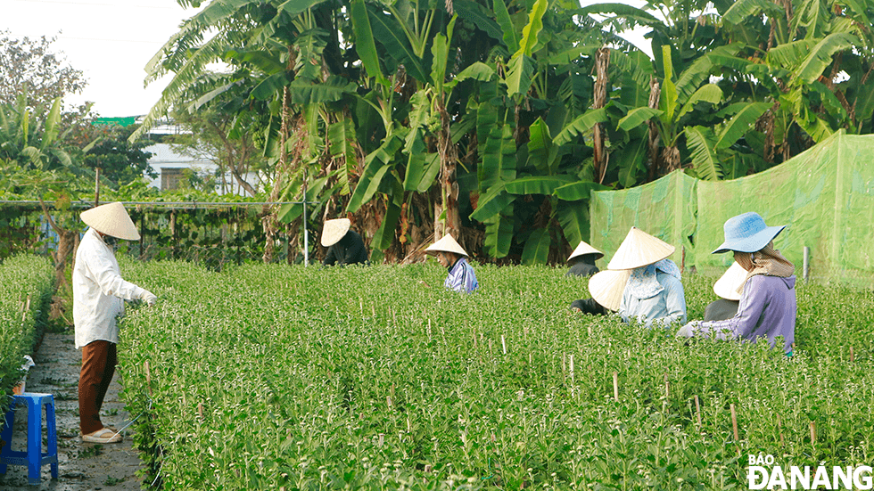 Tại một nhà vườn trên đường Khương Thuỳ Dụ (phường Hòa Xuân, quận Cẩm Lệ) cũng có gần 10 lao động thời vụ đang làm việc. Các lao động thời vụ được nhà vườn tuyển từ đầu tháng 1-2024. Lúc cao điểm, số lượng có thể lên đến 30 người.