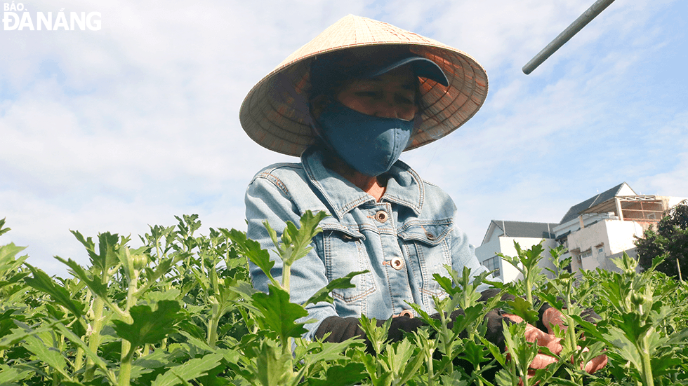 Taking advantage of the end of the rice harvest, Mrs. Nguyen Thi Xuan, 54, hailing from Quang Nam Province goes to Da Nang to earn extra income to cover Tet.