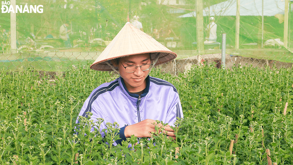 Tran Duc Vinh, hailing from Nam Dinh Province, who is the second year student at the Da Nang University of Architecture, has been pruning branches and picking buds for more than 10 days. Vinh plans to use the money he earns to cover his living expenses and to buy train and bus tickets to go home to celebrate Tet.