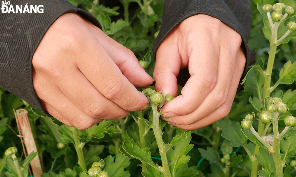 Seasonal workers are in charge of cutting off dead leaves, pruning branches and picking buds. In the coming days, they will paint flower pots, transport flowers, and sell Tet flowers.