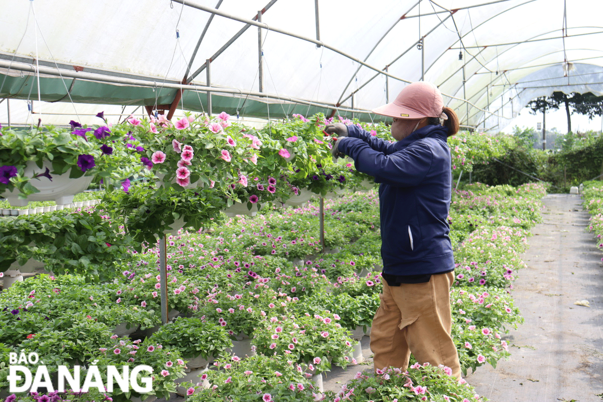 To meet a growing market demand, Ms. Le Anh’s flower garden has increased the number of hanging flower pots for the upcoming Tet holiday break. Photo: TRAN TRUC