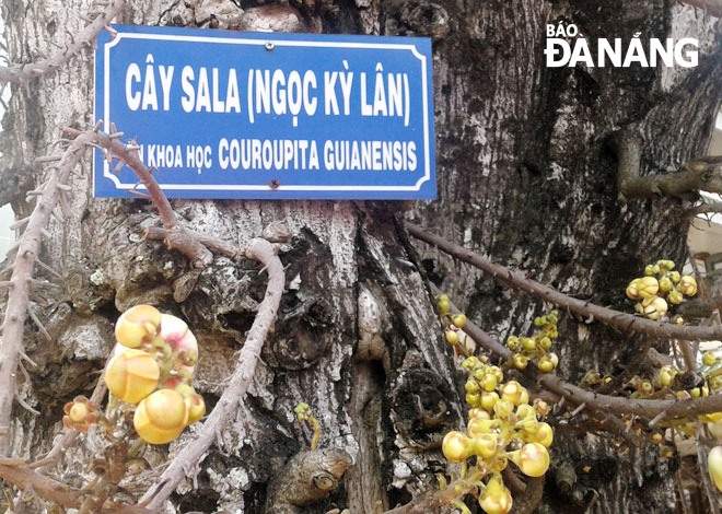 Cây Tha La còn có tên khác là cây Sala. Ảnh: V.T.L