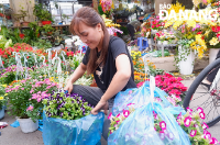 Phố chuyên doanh hoa, cây cảnh: Sức mua bắt đầu tăng