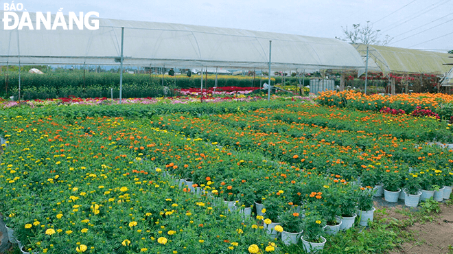 With only 10 days left until Tet, the flower gardens in Go Giang Village are bursting with colour