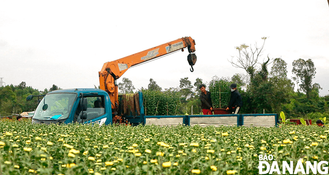 Since the 16th day of the 12 lunar month, trucks have begun arriving at the garden to transport flowers to the market.