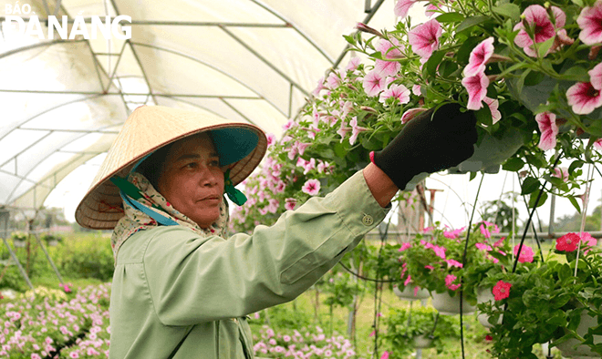 Hanging flowers are carefully cared for in a bid to ensure the best quality when delivered to customers.