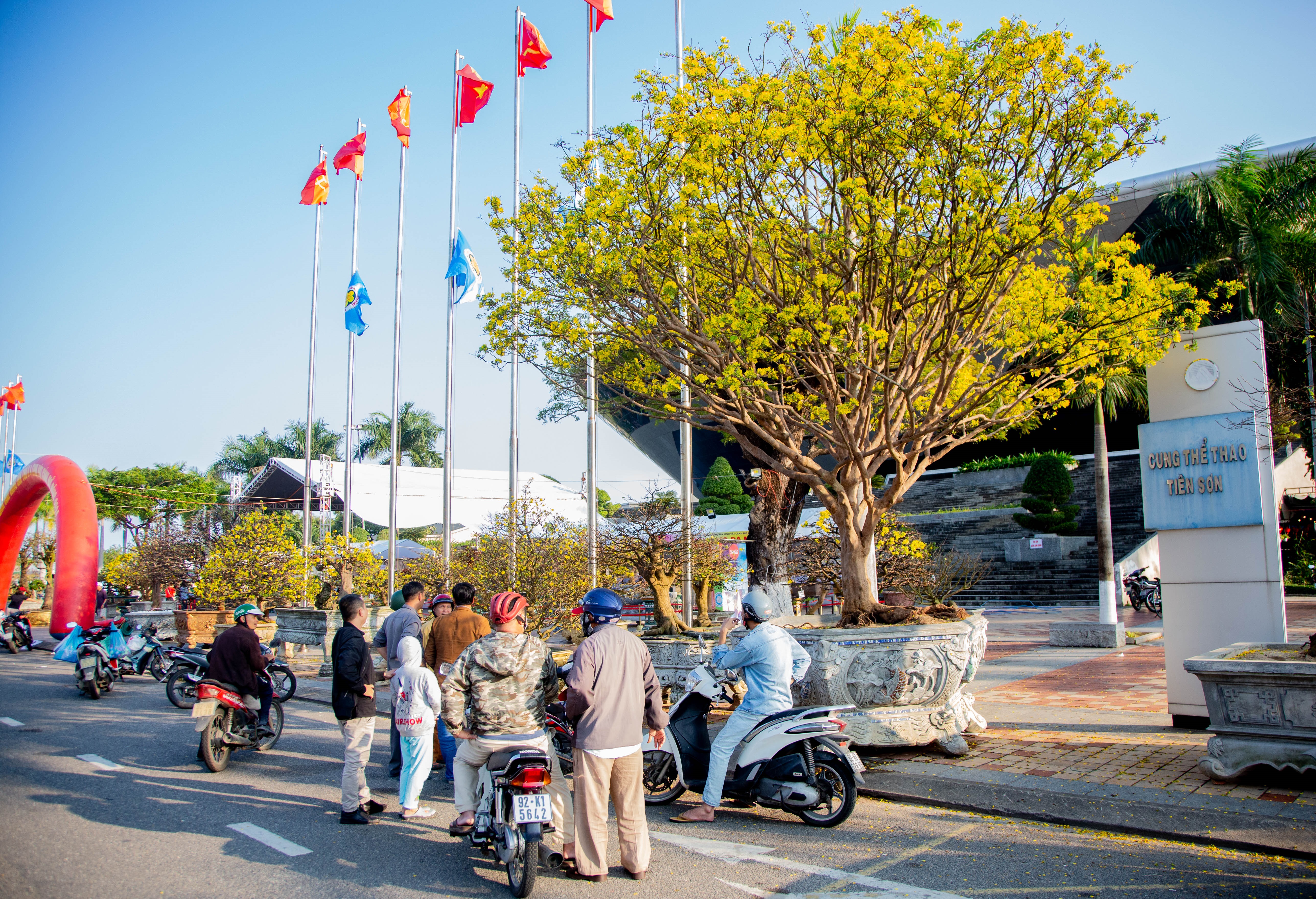 An old yellow apricot tree is displayed and offered for sale at the 2024 Spring Flower Fair.