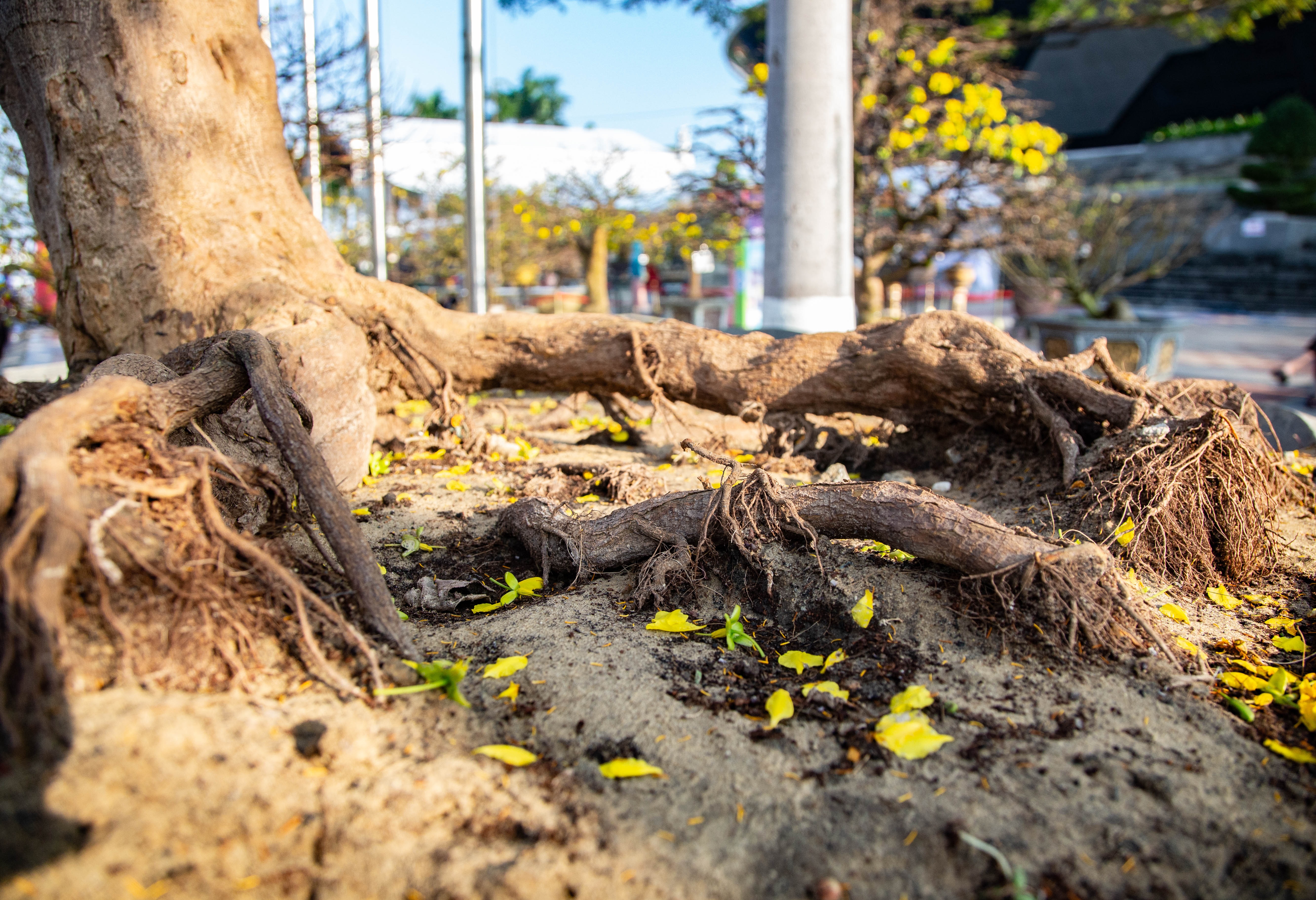 The root of the five-petaled yellow apricot tree displayed at the Tien Son Sports Arena.