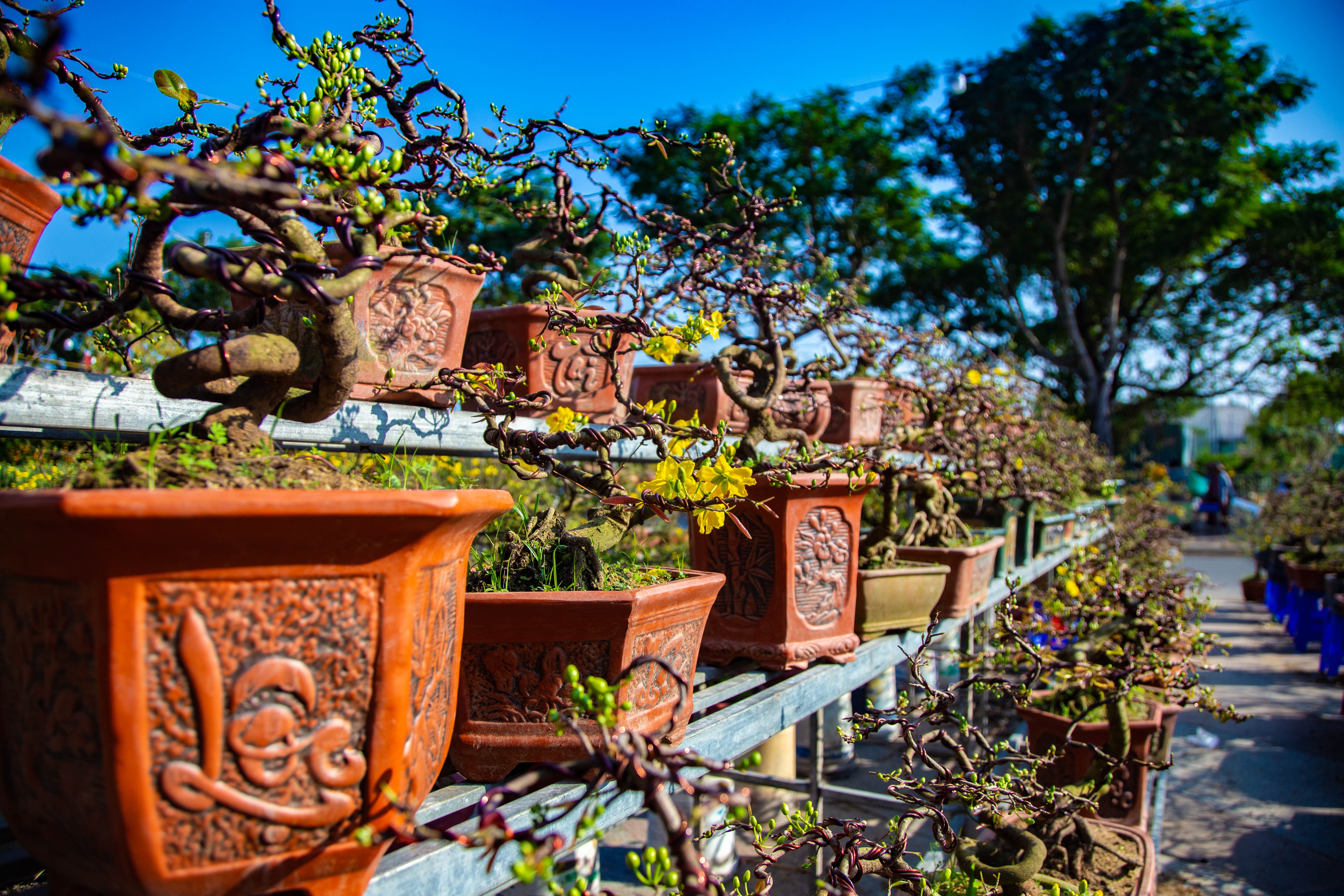 Many gardeners from Binh Dinh Province bring pots of yellow apricot trees to the Spring Flower Market 2024 in Da Nang