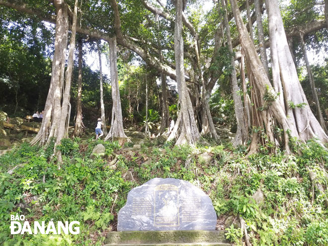 Cây đa di sản ở bán đảo Sơn Trà có 36 chùm rễ phụ lớn nhỏ. Ảnh: Đ.H.L