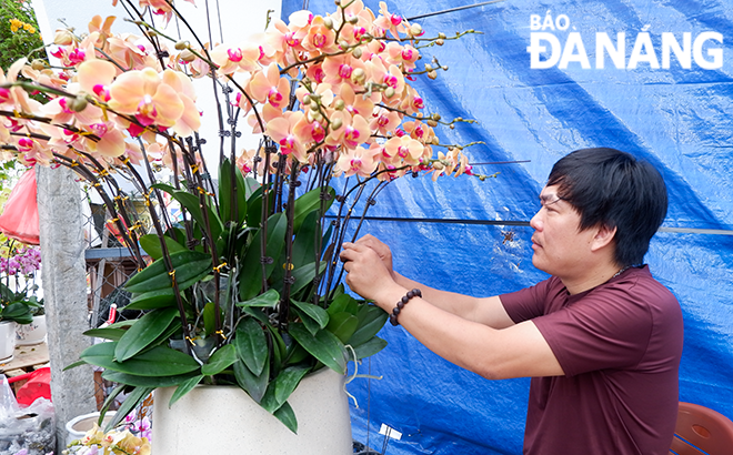 Anh Xa Việt Trung, nhân viên tại cửa hàng hoa Thu Sương (đường Lê Đại Hành, phường Khuê Trung, quận Cẩm Lệ) đang hoàn tất chậu hoa lan theo yêu cầu của khách hàng. 