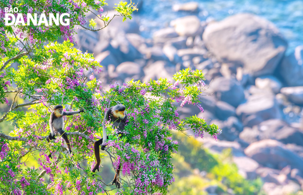 The primeval forest with rich flora and fauna on Da Nang's Son Tra Peninsula.