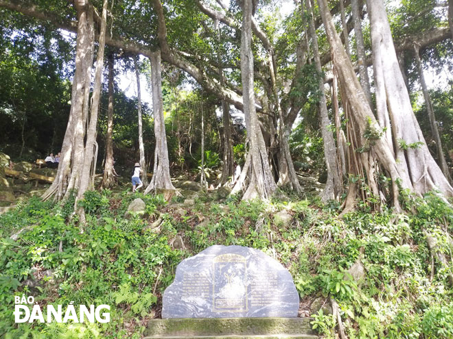 Among recognized heritage trees is the banyan tree in the Son Tra Peninsula has 36 large and small aerial roots that hang from its branches to the ground. Photo: D.H.L