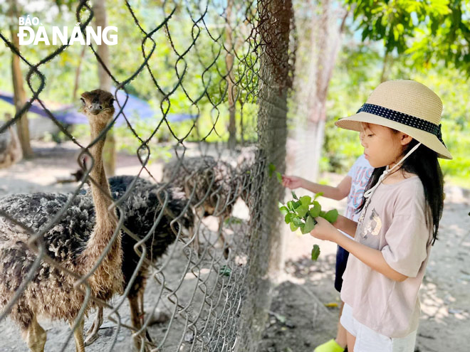 Many child tourists experience how to take care of ostriches at Sunny Farm. Photo: H.L