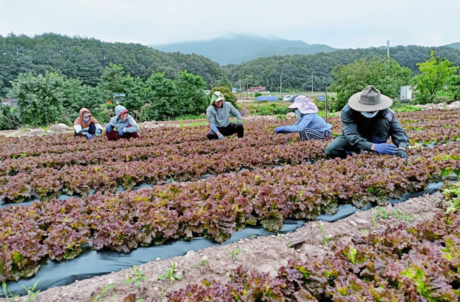 Hoa Vang workers are diligently harvesting agricultural crops in Yeongyang, South Korea.