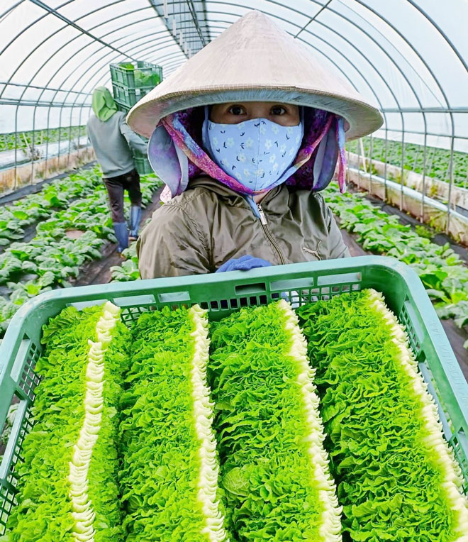  Ms. Tan Thi Phuoc is harvesting lettuce on a farm in Yeongyang, South Korea in the last days of November 2023. Photo: Provided by the character