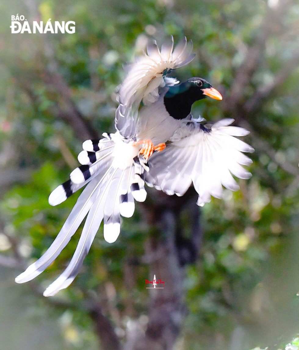 Red-billed blue magpie is a precious symbol of diversity and natural beauty on the Son Tra Peninsula.