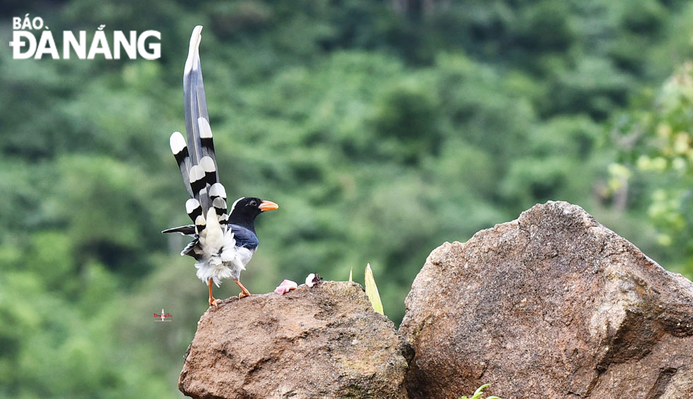 The body length of a red-billed blue magpie is about 65-68cm, and the average weight is estimated at 196-232 grams.