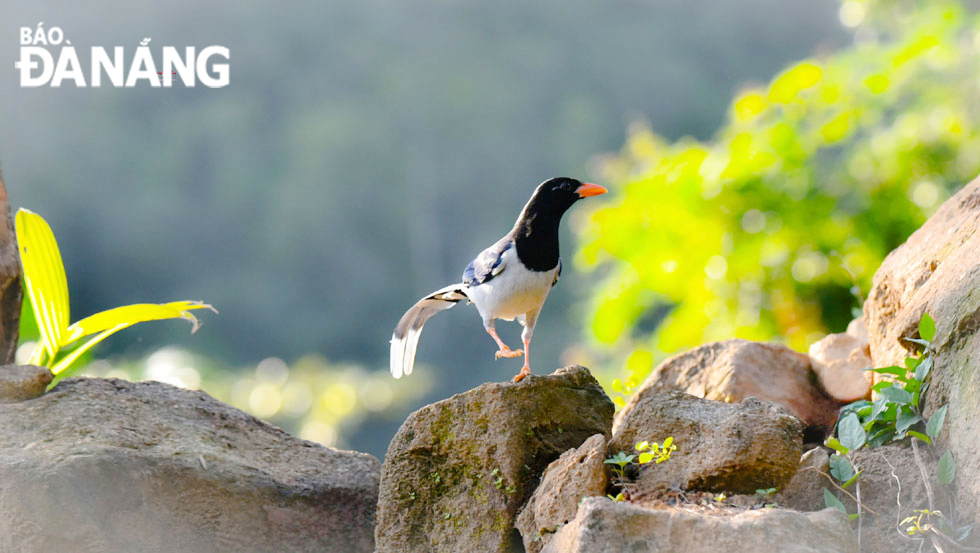 Red-billed blue magpie is in the northern areas of the Indian subcontinent and the western sides of Himalayas, Myanmar, Cambodia, Laos, and Viet Nam.