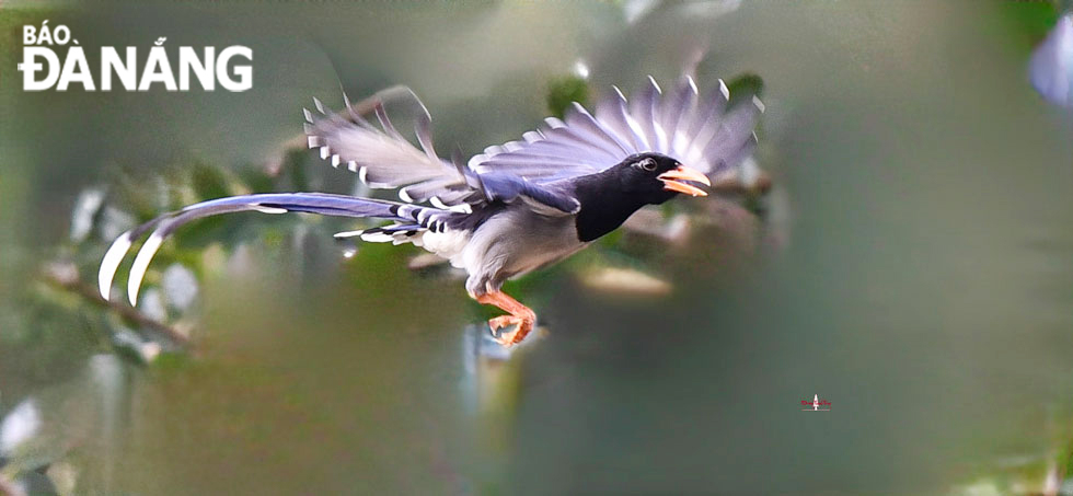 The birds fly like dancers in the corner of Son Tra forest.