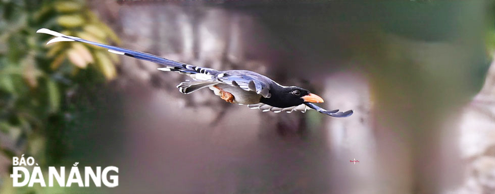 The friendly birds are easily hunted because of its flying shape like a dragon