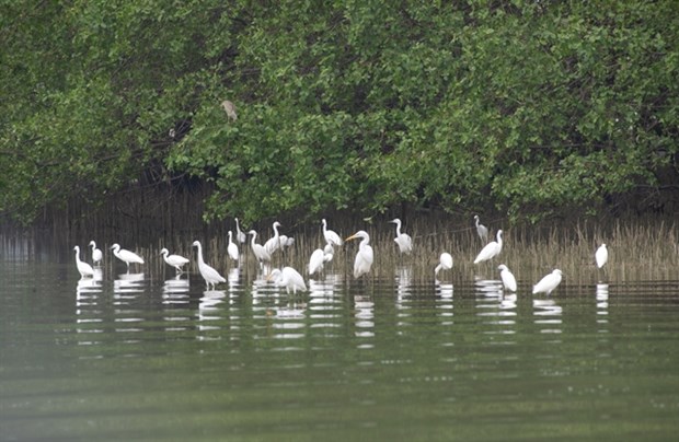 Storks live in wetlands along Han River in Da Nang city. A free education on wild bird conservation and nature protection is planned for primary school students in the city. (Photo: Courtesy of Pham Tai Minh)