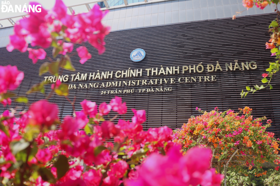 Bougainvillea flowers blooming brightly in front of the campus of the Da Nang Administrative Center at 24 Tran Phu Street, Thach Thang Ward, Hai Chau District.