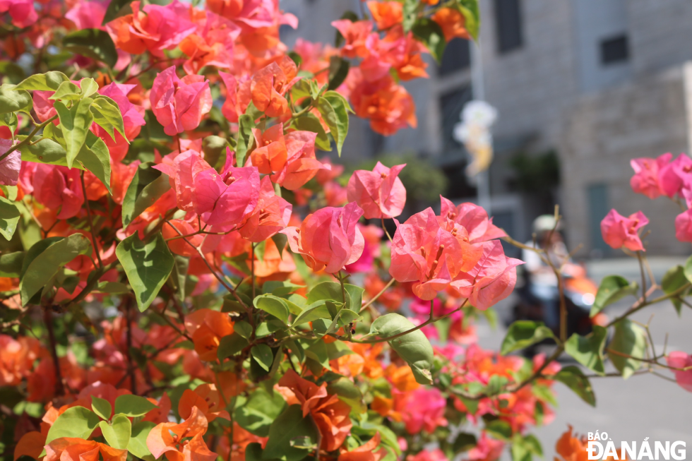 Bougainvillea flowers have a rustic, simple but lively and eye-catching beauty.