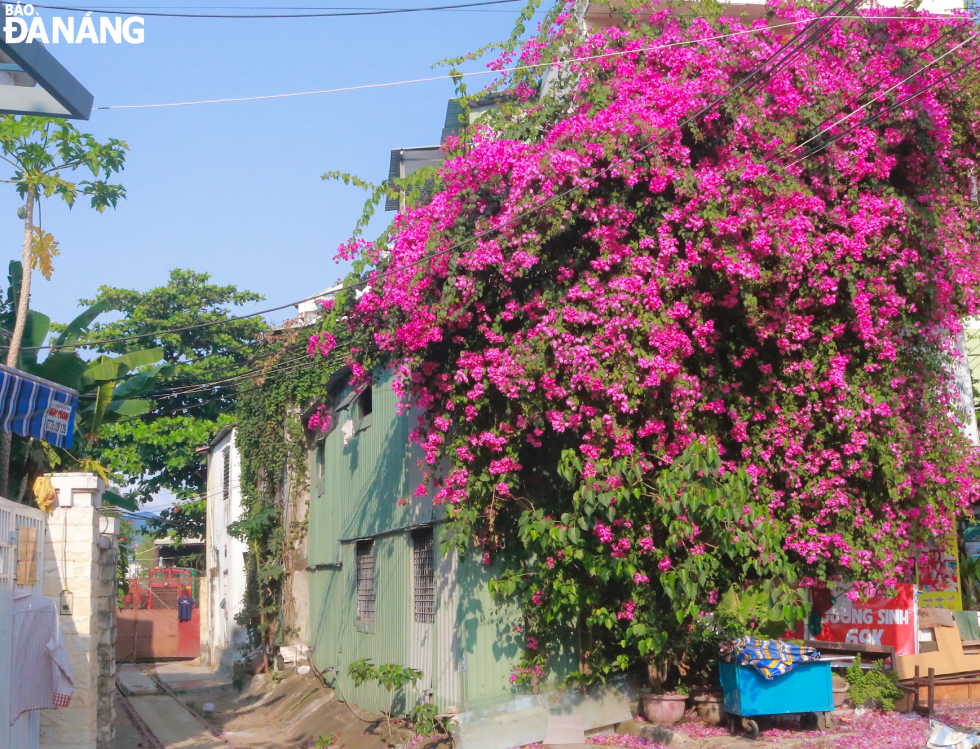 In Da Nang, bougainvillea flower is one of the ornamental plants commonly grown by local people. IN PHOTO: Bougainvillea trees in front of a house at 246 Hai Phong Street, Thanh Khe District.