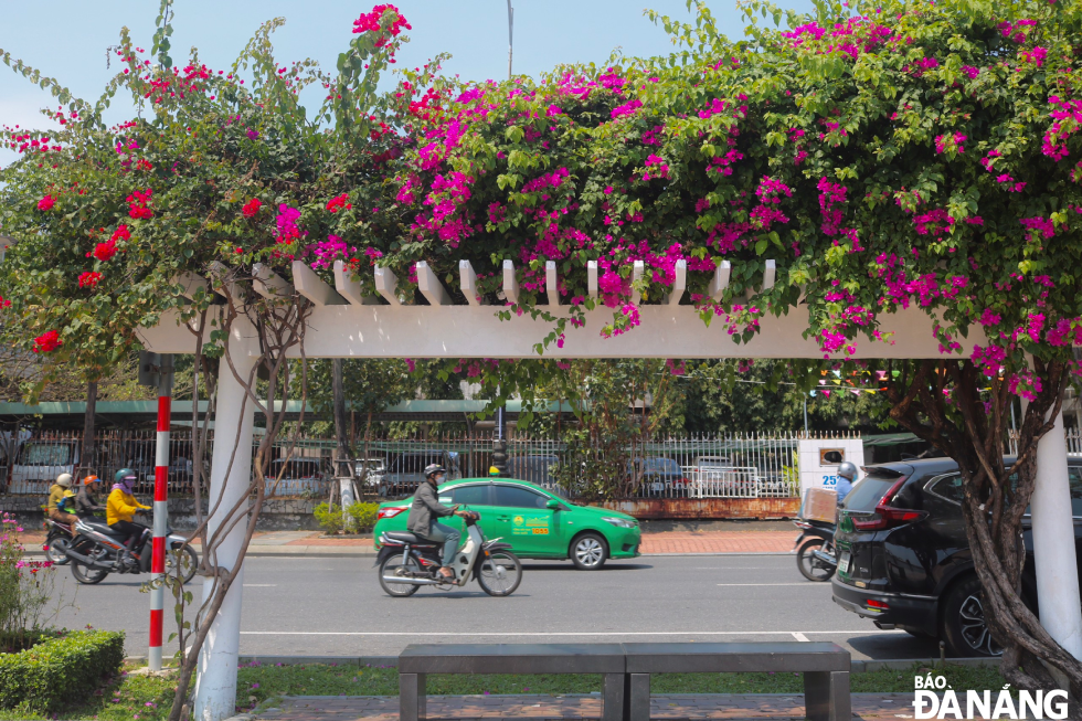 The full bloom of multi-colour bougainvillea flowers along Bach Dang Street creates a peaceful scene full of life.