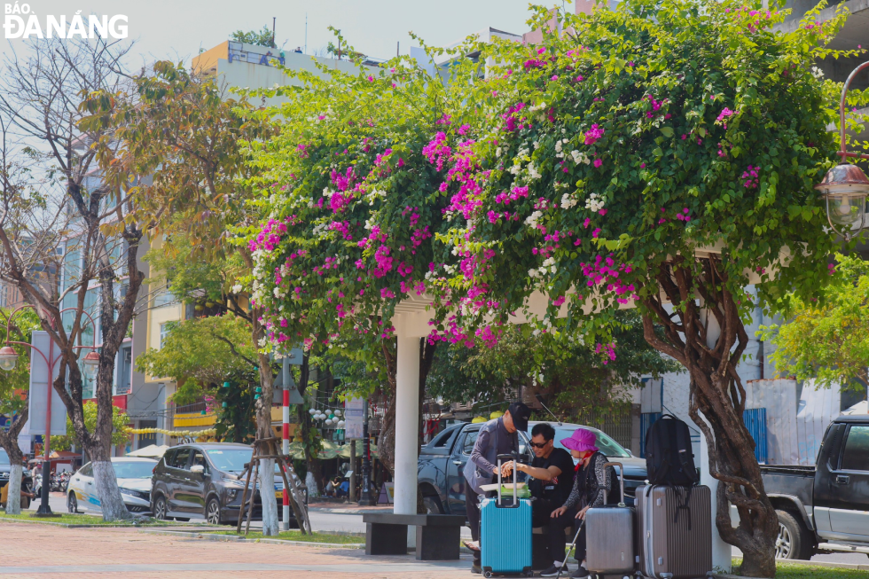 Tourists taking a rest under the shade of bougainvillea flowers on Bach Dang Street