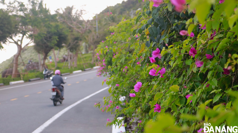 On the Son Tra Peninsula, bougainvillea flowers are gradually blooming. This kind of flowers blooms in late March.