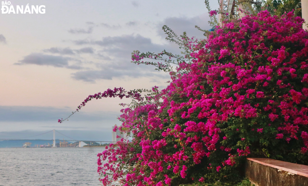 From here, people can admire the elegant beauty of the blooming bougainvillea flowers next to the peaceful Han River, Thuan Phuoc Bridge and Han River Bridge.