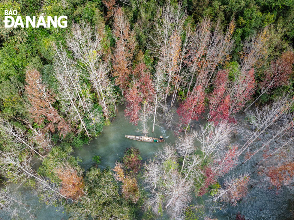 Khu vực xung quanh hồ thủy điện Rào Quán với không khí mát mẻ là nơi tập trung của hàng nghìn cây sau sau.