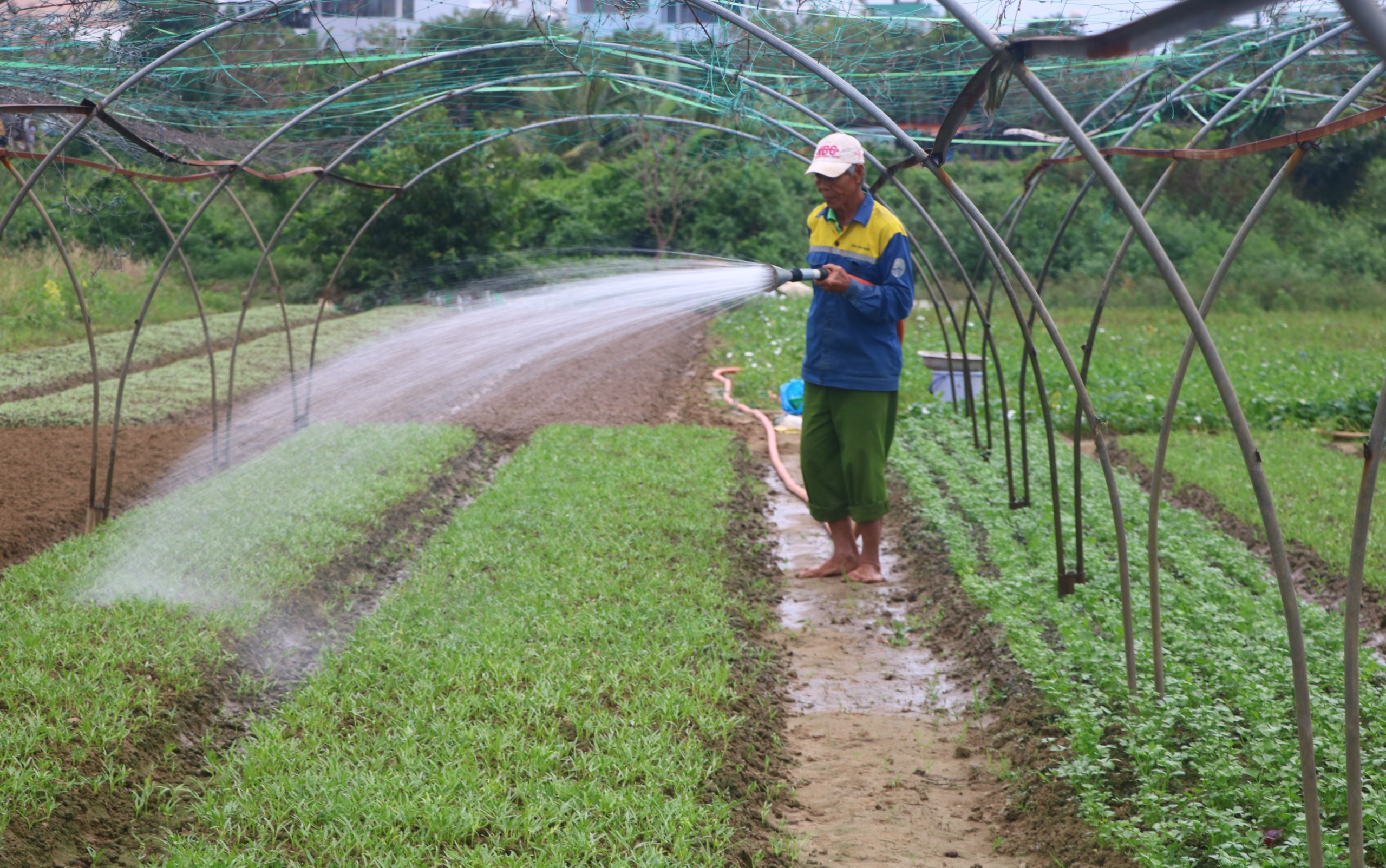 Vùng sản xuất rau an toàn La Hường (phường Hòa Thọ Đông, quận Cẩm Lệ) là một trong những vùng rau lớn của thành phố Đà Nẵng. TRONG ẢNH: Nông dân vùng rau La Hường đang chăm sóc rau màu.  Ảnh: VĂN HOÀNG