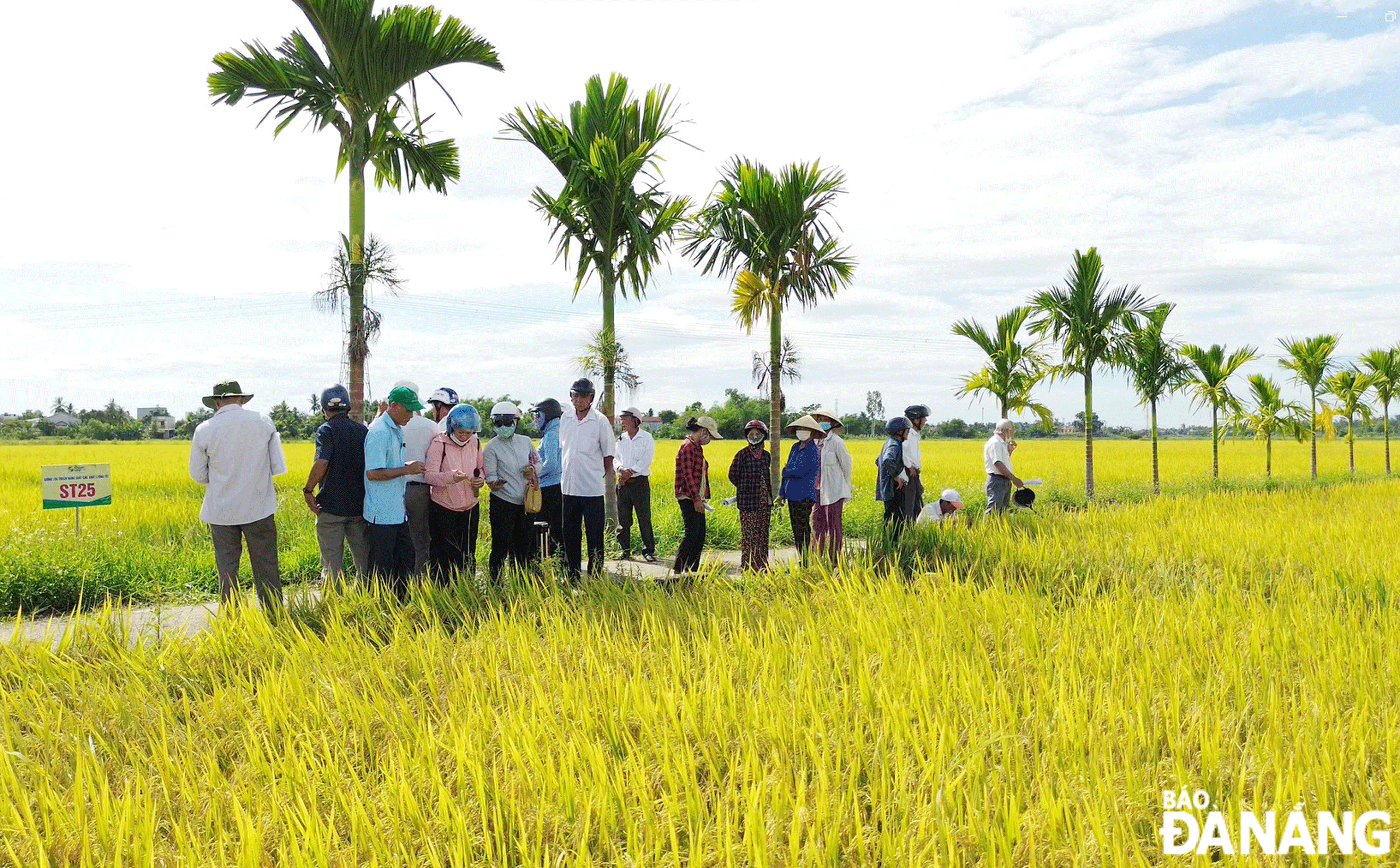 Mô hình trình diễn sản xuất các giống lúa mới tại xã Hòa Phong trong vụ hè thu 2023.  Ảnh: VĂN HOÀNG	