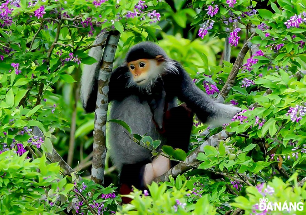 'Than Mat' flowers are the favourite food of red-shanked douc langurs known as the “Queen of Primates”.