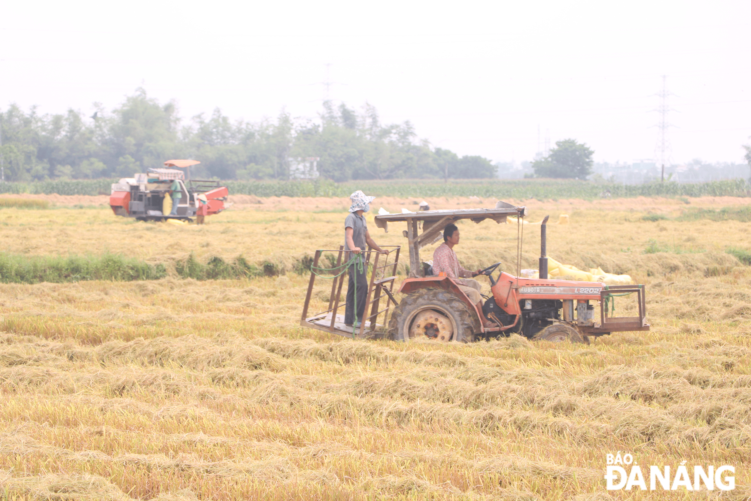 Ngành nông nghiệp và các địa phương đang nỗ lực triển khai nhiều giải pháp nhằm hạn chế tình trạng đất sản xuất nông nghiệp bị bỏ hoang.  TRONG ẢNH: Nông dân huyện Hòa Vang thu hoạch lúa.Ảnh: X.D